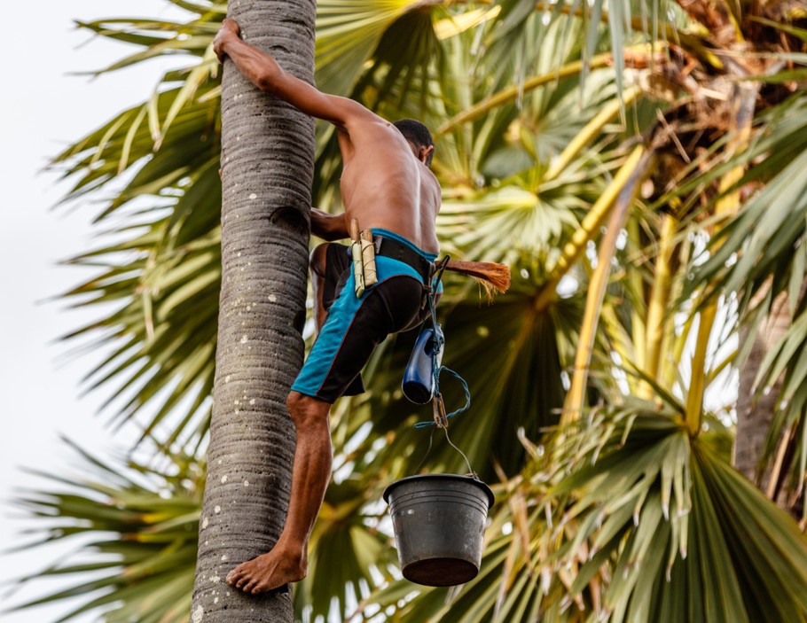 The Story Behind Coconut Sugar Coconut Sap