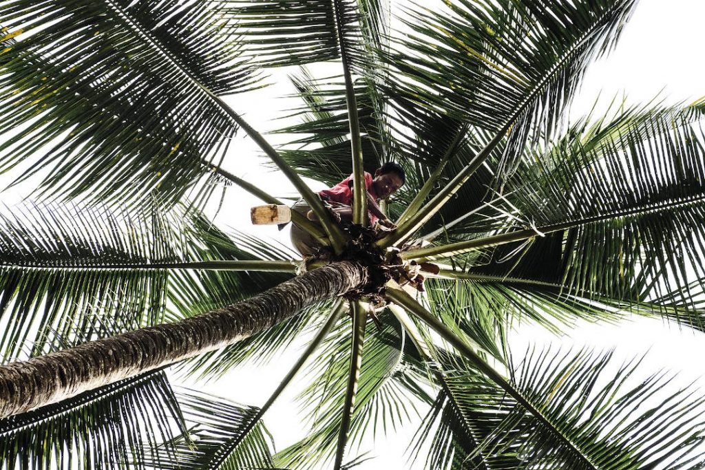 Coconut Sugar Sustainability and Environmentally Friendly