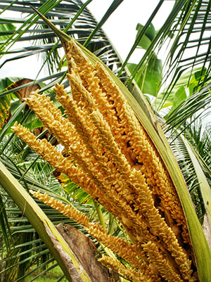 Coconut Palm Tree Ecologically Friendly